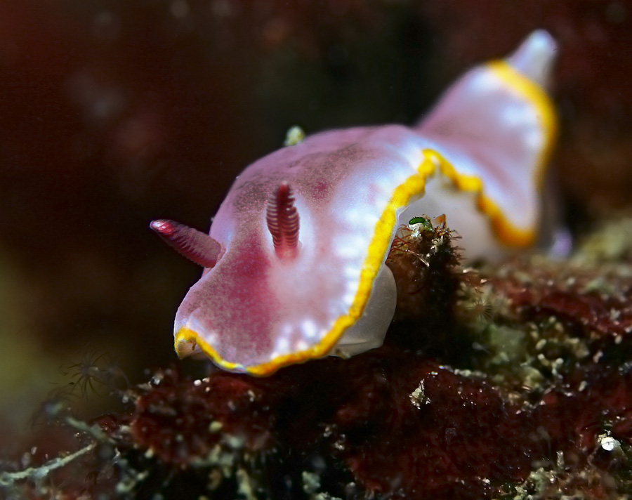 Chromodoris purpurea